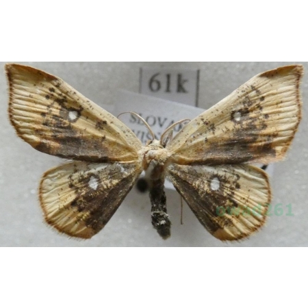 Cyclophora albiocellaria (Hübner, 1789) Świerzbik białooczek Slovakia61k